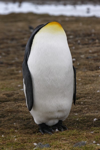 IMG_2955c.jpg - King Penguin (Aptenodytes patagonicus)